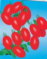 供应峰华圣女－番茄种子