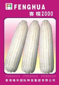 供应赛糯2000—菜用玉米种子