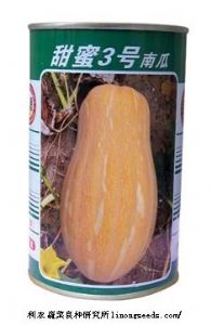 供应【正源】甜蜜3号南瓜种子（1055） 早熟型