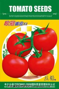 供应【正源】欧冠番茄F1（503）—番茄种子