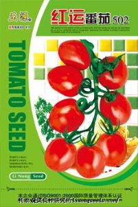 供应【正源】红运番茄(502)种子—番茄种子