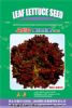 供应【正源】马尼拉紫红生菜（464）—生菜种子