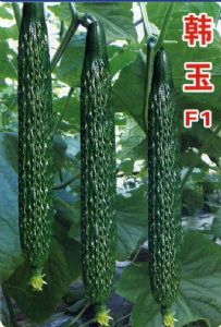 供应韩玉F1—黄瓜种子