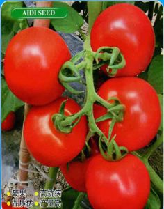 无公害蔬菜——西红柿