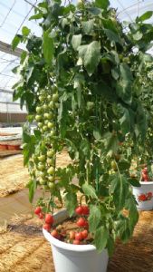 供应盆栽番茄
