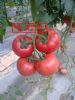 供应圣尼斯欧贝西红柿种子