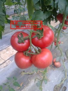供应圣尼斯欧贝西红柿种子