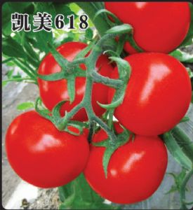 供应凯美618—番茄种子