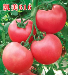 供应凯美616—番茄种子