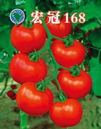 供应宏冠168—番茄种子