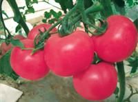 供应粉翠—番茄种子