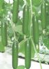 供应珍绿2000—黄瓜种子