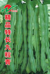九粒青—菜豆种子