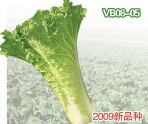 供应VB08-05—白菜种子