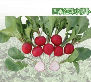 供应红珠—萝卜种子