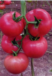 供应拉玛群得—番茄种子