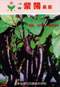供应紫阳长茄—茄子种子