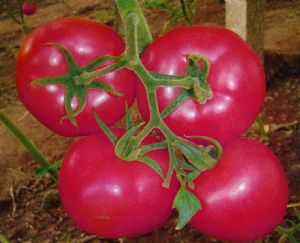 供应147粉果—番茄种子