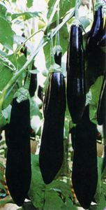 供应绿剑107长茄—茄子种子