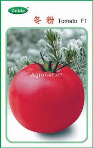 冬粉—进口番茄种子