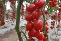 供应雷曼—番茄种子