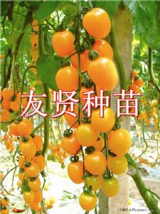 供应金盾--黄色小番茄种子(抗TY病毒)