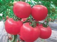 供应粉多纳—番茄种子