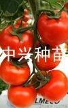供应中兴欧盾—番茄种子、种苗