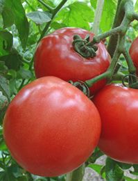 R-186—番茄种子
