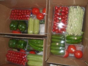 供应礼品套菜—优质蔬菜
