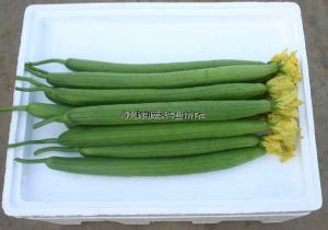 供应优质丝瓜—优质蔬菜
