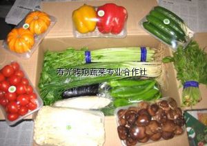 供应礼品套菜—优质蔬菜