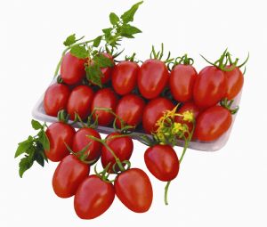 供应维泽—番茄种子