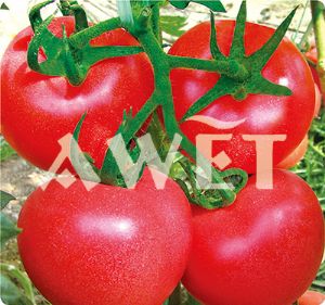 供应卡特琳2号-番茄种子