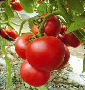供应伯纳德—番茄种子