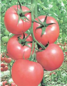 供应伽丽娜（高抗TY病毒）—番茄种子