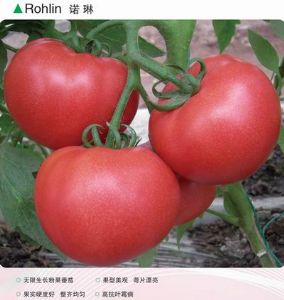 供应诺琳(高档粉果番茄)-番茄种子