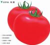 供应琳娜--番茄种子