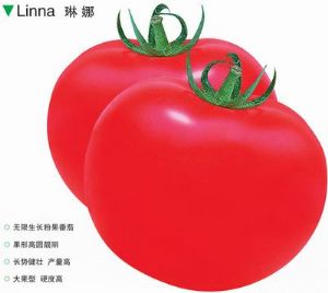 供应琳娜--番茄种子