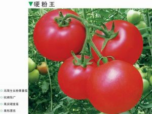 供应硬粉王-番茄种子