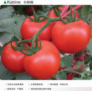 供应卡特琳(高抗TY病毒粉果番茄)-番茄种子