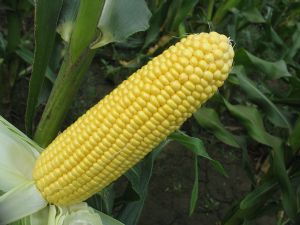供应CT76—菜用玉米种子
