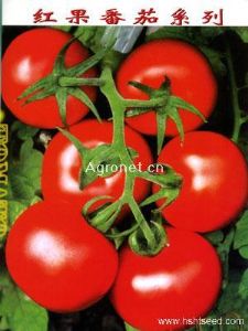 供应亚历山大番茄—番茄种子