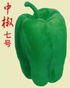 供应中椒七号—辣椒种子甜椒种子