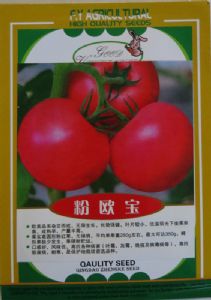 供应粉欧宝—番茄种子