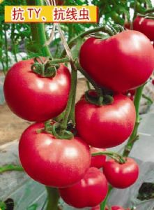 供应欧曼达F1—番茄种子