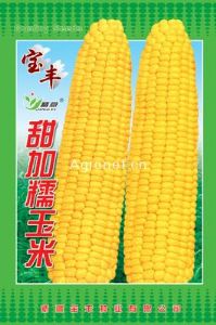 加甜糯玉米——玉米种子