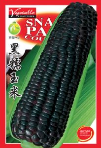 供应黑糯玉米—玉米种子