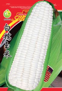 供应白糯玉米—菜用玉米种子