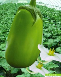 供应白花公斤绿—茄子种子